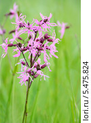 Горицвет кукушкин (Lychnis flos-cuculi) Стоковое фото, фотограф Татьяна Волгутова / Фотобанк Лори