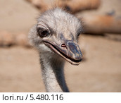 Приветливый африканский страус Struthio camelus. Стоковое фото, фотограф Лада Иванова / Фотобанк Лори