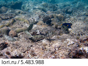 Шесть сиганов и жёлтохвостая зебрасома на морском дне. Стоковое фото, фотограф Игорь Дашко / Фотобанк Лори