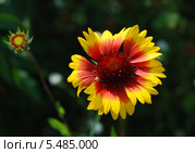 Многолетний садовый цветок Гайлардия (Gaillardia) Стоковое фото, фотограф lana1501 / Фотобанк Лори