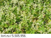 Эхиноцистис лопастный, колючеплодник лопастный (лат. Echinocystis lobata), фон. Стоковое фото, фотограф Елена Коромыслова / Фотобанк Лори