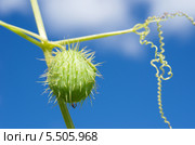 Эхиноцистис лопастный, колючеплодник лопастный (лат. Echinocystis lobata) на фоне голубого неба. Стоковое фото, фотограф Елена Коромыслова / Фотобанк Лори
