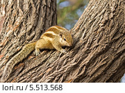 Пальмовая белка (Funambulus palmarum) на дереве (2014 год). Стоковое фото, фотограф Вячеслав Беляев / Фотобанк Лори