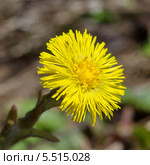 Мать-и-мачеха обыкновенная (Tussilago farfara) крупным планом. Стоковое фото, фотограф Елена Коромыслова / Фотобанк Лори