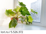 Комнатные цветы на подоконнике в горшке. Бегония борщевиколистная. Begonia heracleifolia. Стоковое фото, фотограф Олег Голиков / Фотобанк Лори