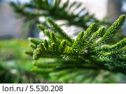 Веточка ели. Стоковое фото, фотограф Боря Гальперин / Фотобанк Лори