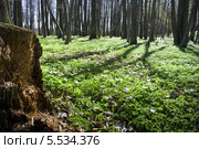 Весенняя опушка леса с цветущими пролесками и зелёной травой. Стоковое фото, фотограф Василий Корженевский / Фотобанк Лори