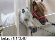 Два пони в деннике. Стоковое фото, фотограф Losevsky Pavel / Фотобанк Лори