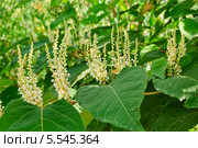 Горец японский (Reynoutria japonica, Polygonum sachalinensis) Стоковое фото, фотограф Алёшина Оксана / Фотобанк Лори