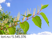 Ветка Горца японского (Reynoutria japonica, Polygonum sachalinensis) на фоне неба. Стоковое фото, фотограф Алёшина Оксана / Фотобанк Лори