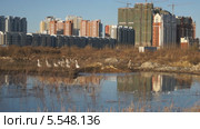 Город Хэйхэ (Китай). Домашние гуси на фоне новостроек (2013 год). Стоковое видео, видеограф Konstantin Kartashov / Фотобанк Лори