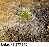 Куст пушицы (хлопковой травы Eriophorum sp.) на пересохшей земле. Стоковое фото, фотограф Андрей Радченко / Фотобанк Лори