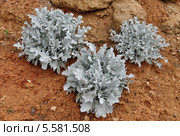 Цинерария приморская, или крестовник приморский (Cineraria Maritima Cirrus) Стоковое фото, фотограф Илюхина Наталья / Фотобанк Лори