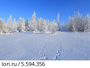 Укрытый белым снегом лес на Ямале и следы животных на снегу. Стоковое фото, фотограф Григорий Писоцкий / Фотобанк Лори