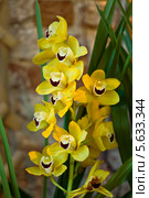 Орхидея Цимбидиум гибридный (cymbidium hybridum) Стоковое фото, фотограф Наталья Волкова / Фотобанк Лори
