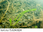 Элодея канадская, или Анахарис, или Водяная зараза, или Водяная чума (Elodea canadensis) в Европе является инвазивным видом. Стоковое фото, фотограф Сергей Дубров / Фотобанк Лори