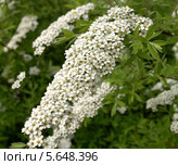 Цветущая Спирея серая Grefsheim (Spiraea cinerea Zabel) Стоковое фото, фотограф Ирина Борсученко / Фотобанк Лори