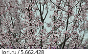 Цветущие ветки сливы Писсарда (Prunus pissardii) колышутся на ветру, серые кавказские пчелы перелетают с цветка на цветок. Стоковое видео, видеограф Анна Мартынова / Фотобанк Лори