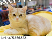 Европейский короткошерстный котенок  на международной выставке  кошек "Кэтсбург" в МВЦ "Крокус Экспо", Москва (2014 год). Редакционное фото, фотограф Володина Ольга / Фотобанк Лори