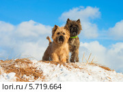 Два керн-терьера на фоне неба. Стоковое фото, фотограф Елена Кутепова / Фотобанк Лори