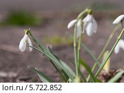 Подснежники. Стоковое фото, фотограф Красилов Игорь / Фотобанк Лори