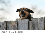 Собака лает над забором. Стоковое фото, фотограф Анатолий Матвейчук / Фотобанк Лори