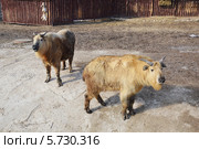 Такины (2013 год). Стоковое фото, фотограф Александр Замараев / Фотобанк Лори