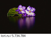 Узамбарская фиалка (Сенполия ) крупным планом. Стоковое фото, фотограф Ольга Денисова / Фотобанк Лори