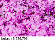 Розовые цветы Phlox subulata. Стоковое фото, фотограф Валерия Лузина / Фотобанк Лори