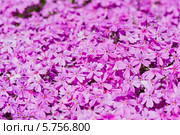 Фон из розовых цветов Phlox subulata. Стоковое фото, фотограф Валерия Лузина / Фотобанк Лори