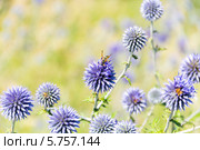 Мордовник шароголовый. Echinops sphaerocephalus. Стоковое фото, фотограф Дудакова / Фотобанк Лори