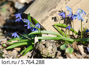 Первоцветы Украины - пролески (Scilla bifolia) Стоковое фото, фотограф Паровышник Наталья / Фотобанк Лори