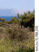 Ладанник критский на фоне моря (Cistus creticus, Cistus incanus) Стоковое фото, фотограф Татьяна Ляпи / Фотобанк Лори