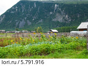 Сибирская деревня летом (2011 год). Стоковое фото, фотограф Tamara Sushko / Фотобанк Лори
