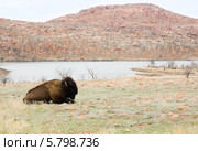 Пейзаж с горой, озером и отдыхающим американским бизоном в заповеднике Wichita Mountains (Оклахома, США) (2014 год). Стоковое фото, фотограф Ирина Кожемякина / Фотобанк Лори
