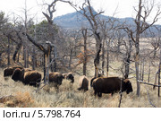 Пейзаж с горой и американскими бизонами в весеннем лесу в заповеднике Wichita Mountains (Оклахома, США) (2014 год). Стоковое фото, фотограф Ирина Кожемякина / Фотобанк Лори