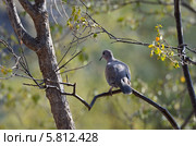 Малая горлица (Streptopelia senegalensis) Стоковое фото, фотограф Овчинникова Ирина / Фотобанк Лори