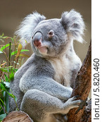 Коала / Koala bear. Стоковое фото, фотограф Сергей Пристяжнюк (Serg Zastavkin) / Фотобанк Лори