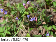 Медуница неясная, или Медуница тёмная (Pulmonaria obscura Dum.) Стоковое фото, фотограф Ирина Борсученко / Фотобанк Лори