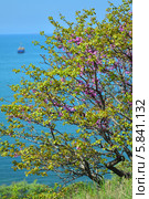 Церцис европейский, или обыкновенный (Cercis siliquastrum L.) Стоковое фото, фотограф Игорь Архипов / Фотобанк Лори