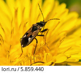 Клоп сидит на жёлтом одуванчике (крупный план) Стоковое фото, фотограф Игорь Низов / Фотобанк Лори