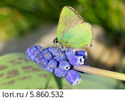 Бабочка Малинница (Callophrys rubi) Стоковое фото, фотограф Галина Савина / Фотобанк Лори