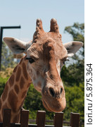 Жираф  (лат. Giraffa camelopardalis) (2013 год). Стоковое фото, фотограф Ирина Фирсова / Фотобанк Лори