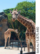 Жираф  (лат. Giraffa camelopardalis) (2013 год). Стоковое фото, фотограф Ирина Фирсова / Фотобанк Лори