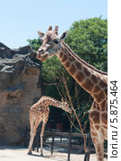 Жирафы  (лат. Giraffa camelopardalis) (2013 год). Стоковое фото, фотограф Ирина Фирсова / Фотобанк Лори