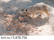 Сурикат (лат. Suricata suricatta) (2013 год). Стоковое фото, фотограф Ирина Фирсова / Фотобанк Лори