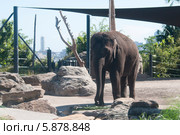 Слон (лат. Elephas maximus) (2013 год). Стоковое фото, фотограф Ирина Фирсова / Фотобанк Лори