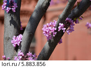 Цветущее дерево иуды крупным планом. Стоковое фото, фотограф Вероника Суровцева / Фотобанк Лори