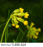 Примула весенняя, Primula veris,баранчики на тёмном фоне. Стоковое фото, фотограф Игорь Низов / Фотобанк Лори