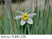 Нарцисс (Narcissus) Стоковое фото, фотограф Александр Хорхордин / Фотобанк Лори